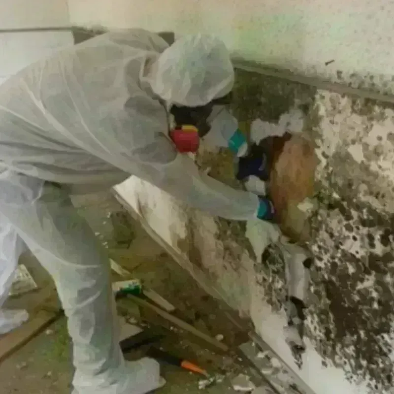 Mold Remediation and Removal in Fremont, IN